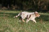 BERGER AUSTRALIEN PUPPIES 695